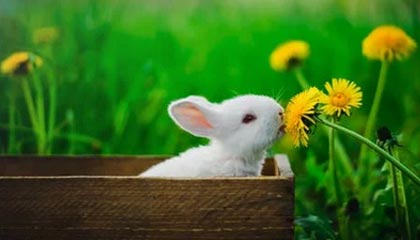 九游官网pc-瑞典国家队横扫欧洲国家联赛对手，大获胜利，瑞典国家队强吗